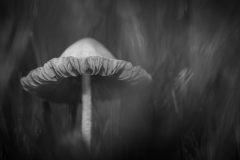 Tina Dorrans - Mushroom