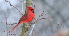 Mark Bingeman - Cardinal in the Snow