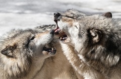 Jennifer-Leat-Wolf-sibling-rivalry