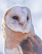 PeterBon-BarnOwl