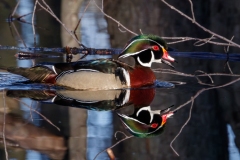 Mark Bingeman - Wood Duck Reflection