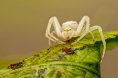 Tina Dorrans - Crab-Spider