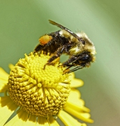 Jennifer Leat - Bee on Helen's flower