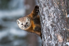 Andre Secours (HG) - American marten