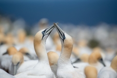 Andre Secours (HG) - Gannets