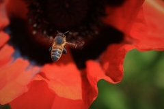 Chris Bottomley (FC) - Honey Bee