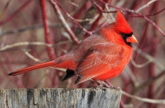 Mark Bingeman (HG) - Cardinal in Winter