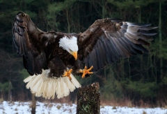 Mark Bingeman (HG) - Eagle Landing