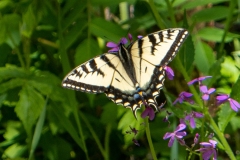 Richard Smythe (FC) - Swallow Tail