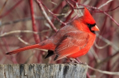 Mark Bingeman (HG) - Cardinal in Winter