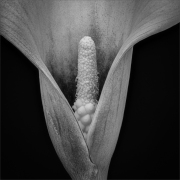 Tina Dorrans - Calla Lily