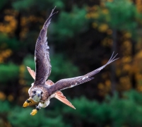 Mark Bingeman - Red-tail Flight