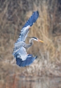 Jennifer Leat - Heron in Flight