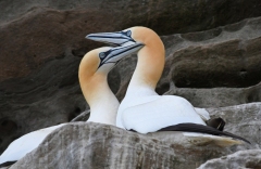 Jennifer Leat - Gannet Lovebite