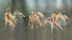 Julie Seiler - Winter Beech Leaves