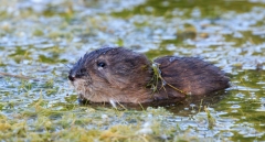 Baby Beaver Says Hello