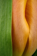 09TinaDorransHGSensuousLines27