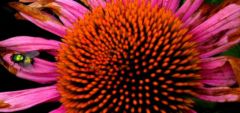 11RobinBaillieHGEchinacea-enticement17