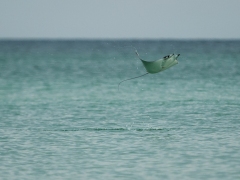 12RobPhillipsHGFlightOfTheMantaRay22