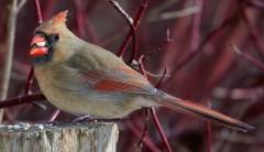 Female Northern Cardinal