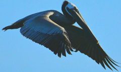 25RobinBaillieHGPelican-glide17