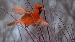 27SamanthaKaridasHGCardinal23
