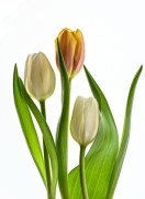 28JennigerLeatHGTulips_in_bud26