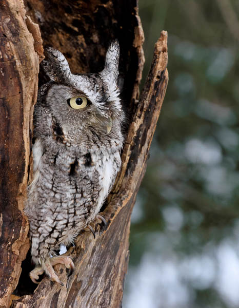 Eastern screech owl