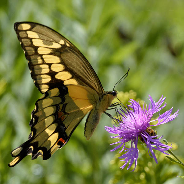 Eastern Swallowtail Butterfly