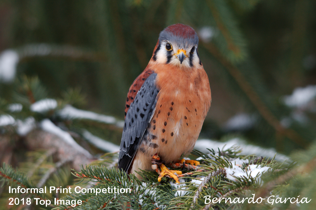 American Kestrel