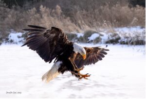 Bald Eagle Landing